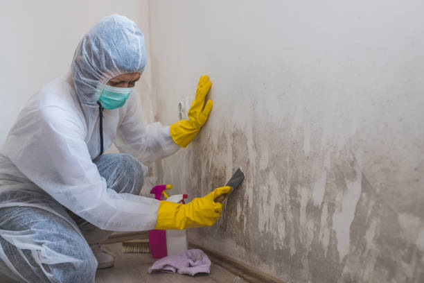 Mold Testing and Removal in Carbon Cliff, IL