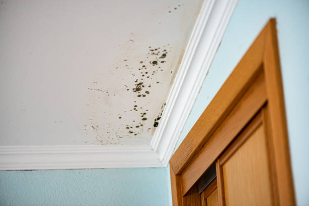 Best Mold Damage Repair  in Carbon Cliff, IL