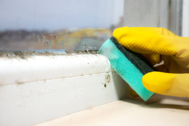 Best Office Mold Removal Services  in Carbon Cliff, IL