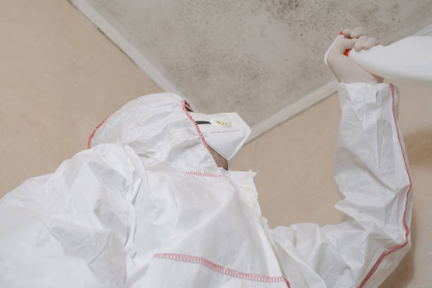 Best Attic Mold Removal  in Carbon Cliff, IL