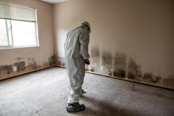 Best Mold Remediation Experts  in Carbon Cliff, IL